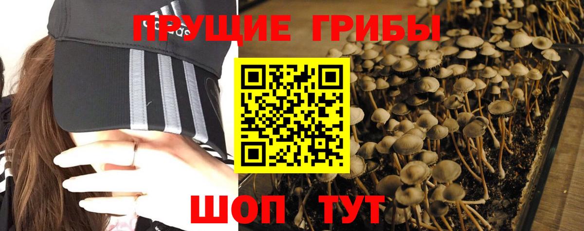 Галлюциногенные грибы Psilocybe Батайск